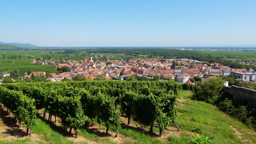 Lush green vineyard in foreground and old Ingersheim town from above in background from path on top of hill, looking down into plain of Alsace. Scenic landscapes at wine producing region of France