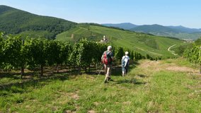 An elderly couple of tourists walks down the hill along the vineyards. People enjoy scenic landscapes of Alsace, famous wine producing region of France. Tourism at nice summer time - Powered by Shutterstock - Get 15% off with code: PIKWIZARD15