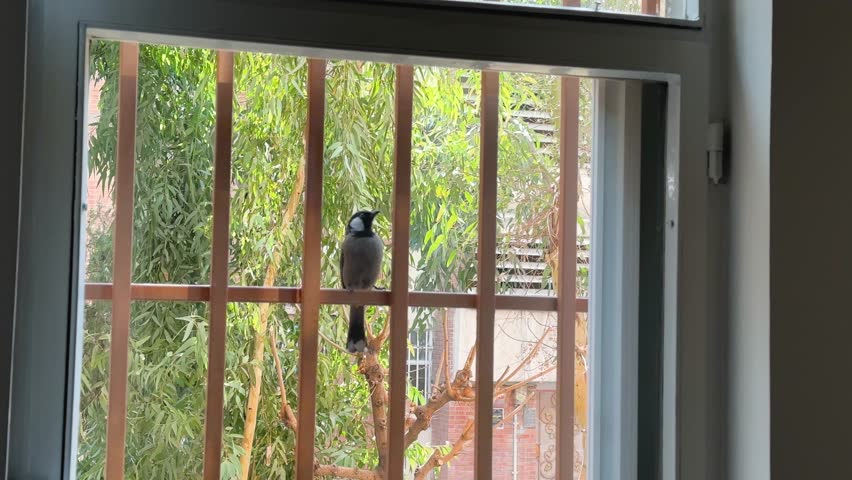 Red whiskered bulbul perched on tree in tropical Asia urban wildlife landscape Colorful bird closeup feather on house window frame in outdoor environment sparrow songbird forest green wing natural