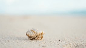 A small hermit crab is walking on the edge of a white sandy beach. The spiral-shelled crab is crawling. - Powered by Shutterstock - Get 15% off with code: PIKWIZARD15