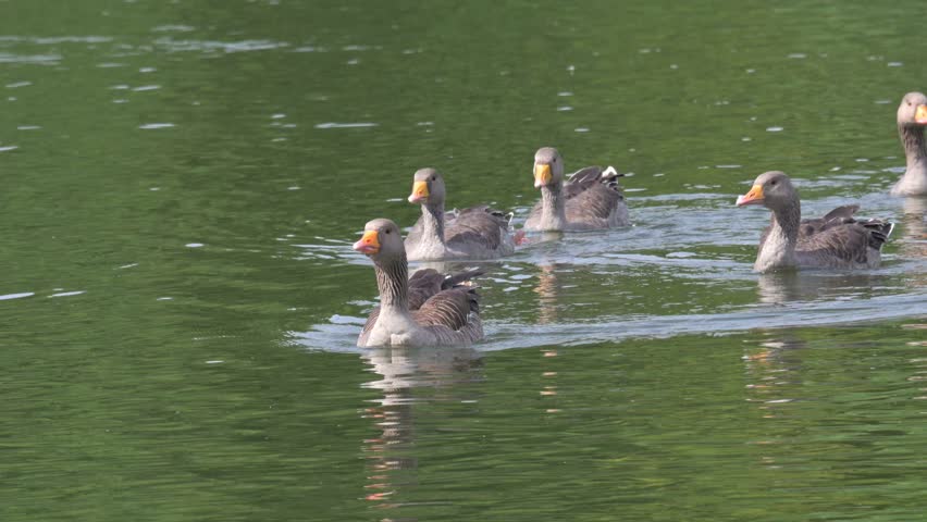 Greylag Geese (Anser anser) group of six swimming on a lake towards the camera. August, Kent, UK [Half speed]