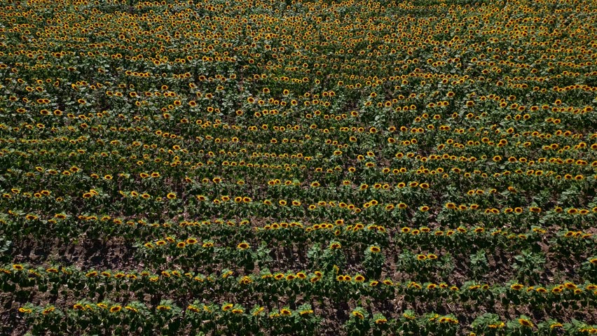 Top-down drone movement over a sunflower field with a lot of sunflowers stretching far into the distance.