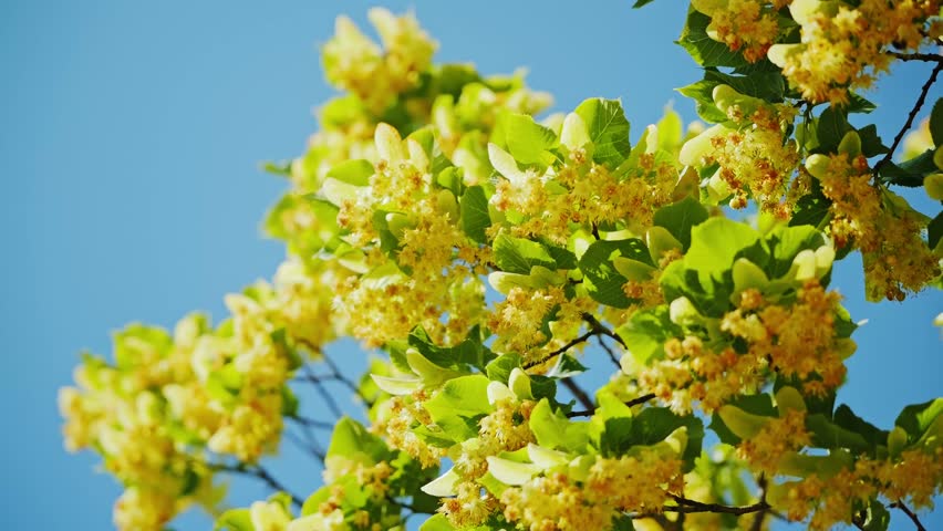 Bright spring branches with yellow linden blossoms moving softly in fresh breeze