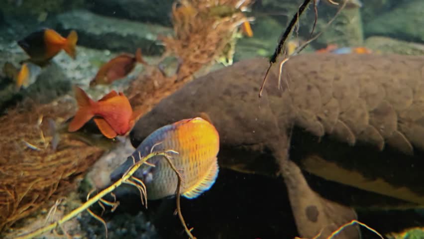 Close-Up View of Two Queensland Lungfish | Stunning 4K Resolution