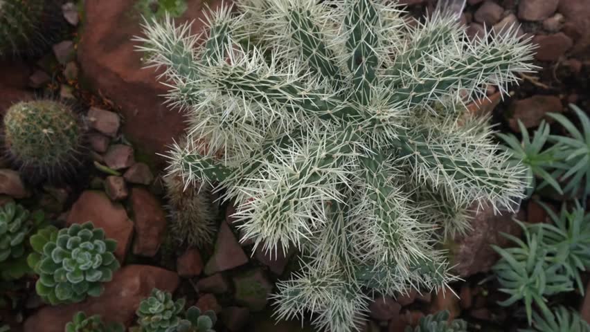 Stunning Cactus Captured with Round Pan | 4K Resolution