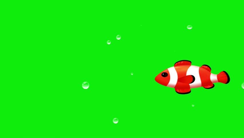 Shutterstock Video