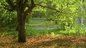 Warm sunlight illuminates green and yellow leaves on a tree in a serene park, creating a picturesque autumn scene with fallen leaves scattered on the ground - Powered by Shutterstock - Get 15% off with code: PIKWIZARD15
