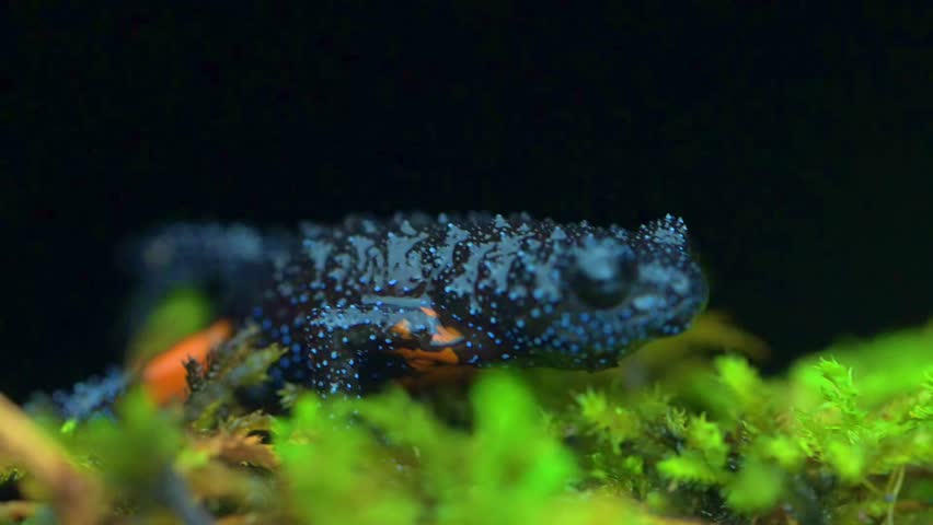 The Galaxy Frog is a cosmic amphibian shimmering with stars, as if the universe itself leapt into frog form.