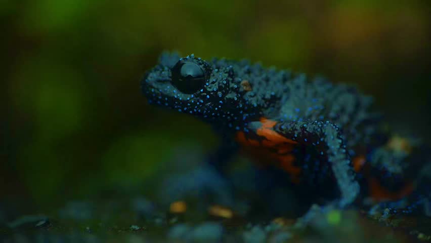 The Galaxy Frog is a cosmic amphibian shimmering with stars, as if the universe itself leapt into frog form.