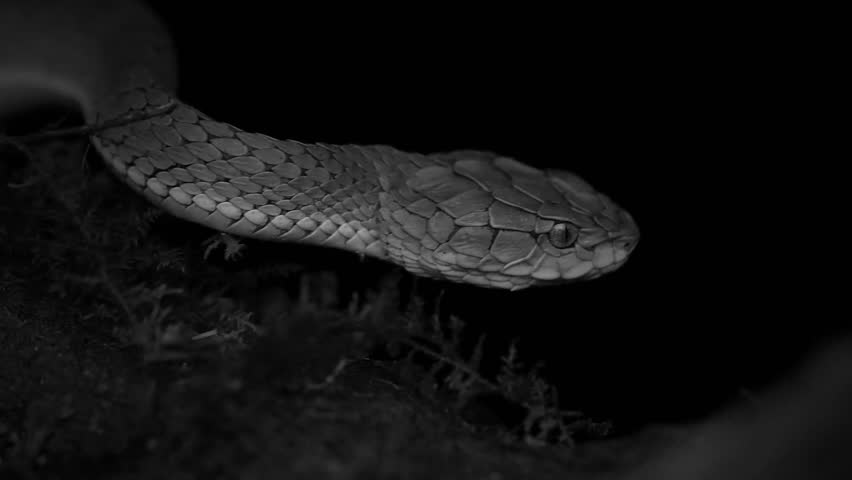 Striking beauty meets lethal precision. High definition footage capturing the raw power and elegance of pit vipers in their natural habitat.