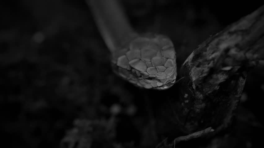 Striking beauty meets lethal precision. High definition footage capturing the raw power and elegance of pit vipers in their natural habitat.