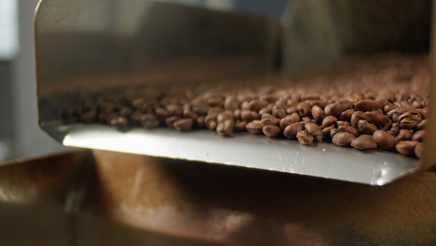 Close up falling flowing hot natural eco roasted coffee beans fall from industrial roasting machine roaster process in factory dark cocoa grains pouring from automated mechanism making production
