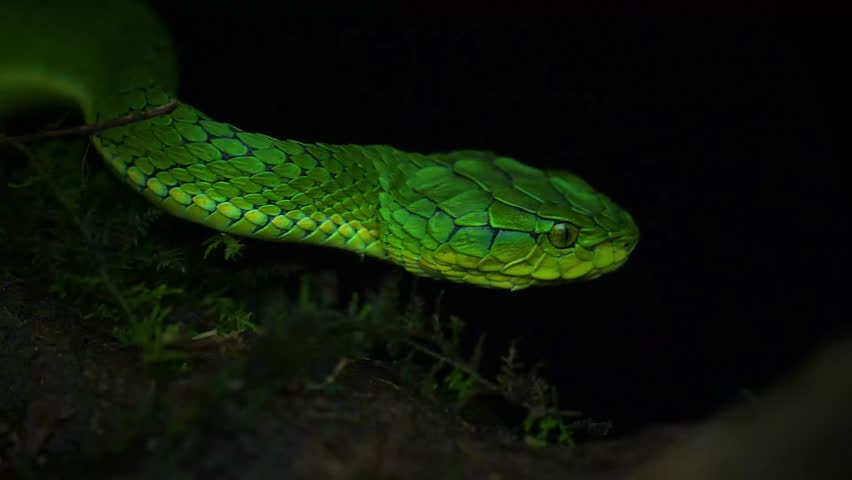 Striking beauty meets lethal precision. High definition footage capturing the raw power and elegance of pit vipers in their natural habitat.