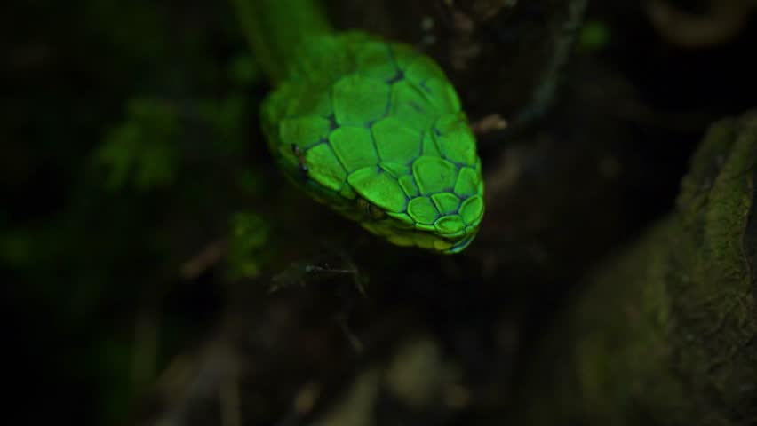 Striking beauty meets lethal precision. High definition footage capturing the raw power and elegance of pit vipers in their natural habitat.