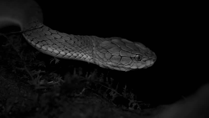 Striking beauty meets lethal precision. High definition footage capturing the raw power and elegance of pit vipers in their natural habitat.