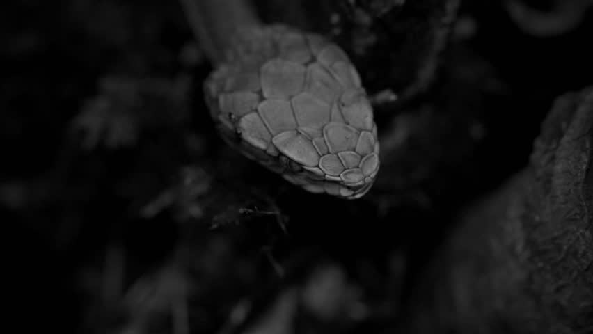 Striking beauty meets lethal precision. High definition footage capturing the raw power and elegance of pit vipers in their natural habitat.