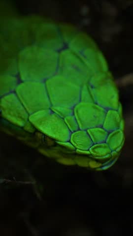 Striking beauty meets lethal precision. High definition footage capturing the raw power and elegance of pit vipers in their natural habitat.