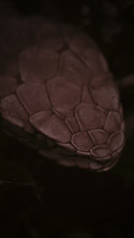 Striking beauty meets lethal precision. High definition footage capturing the raw power and elegance of pit vipers in their natural habitat.