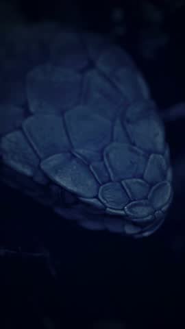 Striking beauty meets lethal precision. High definition footage capturing the raw power and elegance of pit vipers in their natural habitat.