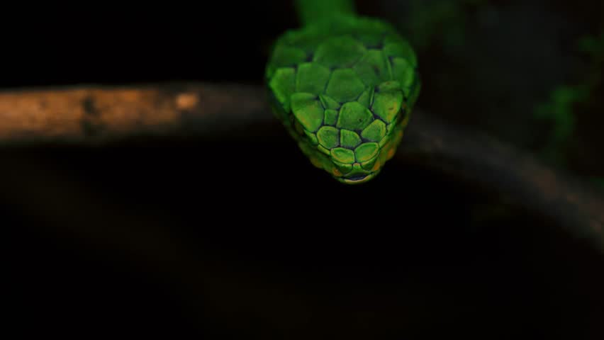 Striking beauty meets lethal precision. High definition footage capturing the raw power and elegance of pit vipers in their natural habitat.