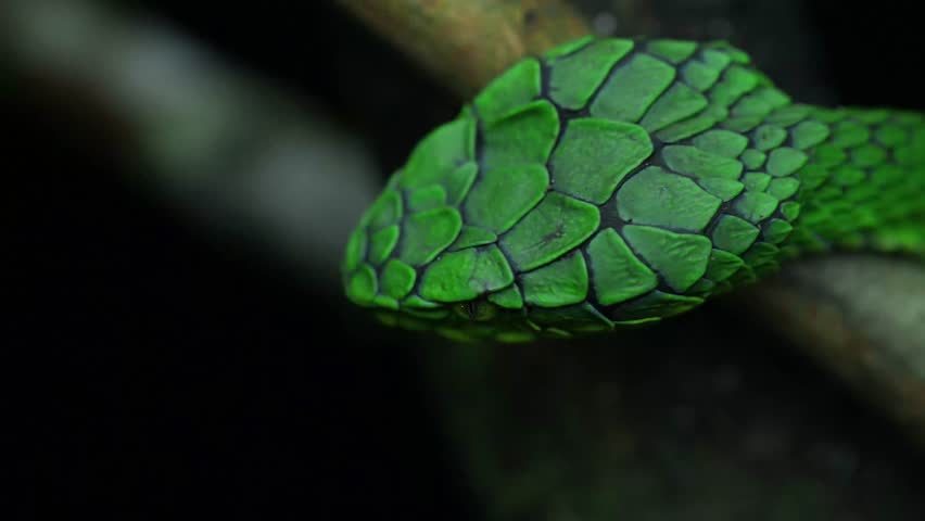 Striking beauty meets lethal precision. High definition footage capturing the raw power and elegance of pit vipers in their natural habitat.