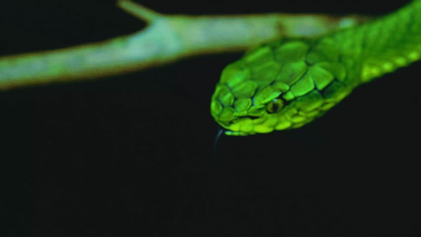 Striking beauty meets lethal precision. High definition footage capturing the raw power and elegance of pit vipers in their natural habitat.