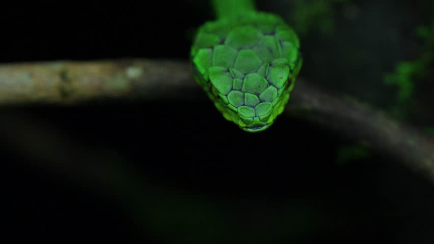 Striking beauty meets lethal precision. High definition footage capturing the raw power and elegance of pit vipers in their natural habitat.