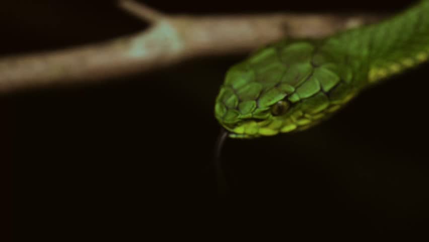 Striking beauty meets lethal precision. High definition footage capturing the raw power and elegance of pit vipers in their natural habitat.