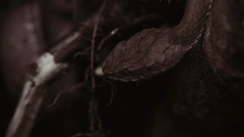 Striking beauty meets lethal precision. High definition footage capturing the raw power and elegance of pit vipers in their natural habitat.