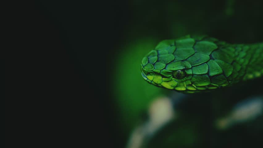 Striking beauty meets lethal precision. High definition footage capturing the raw power and elegance of pit vipers in their natural habitat.