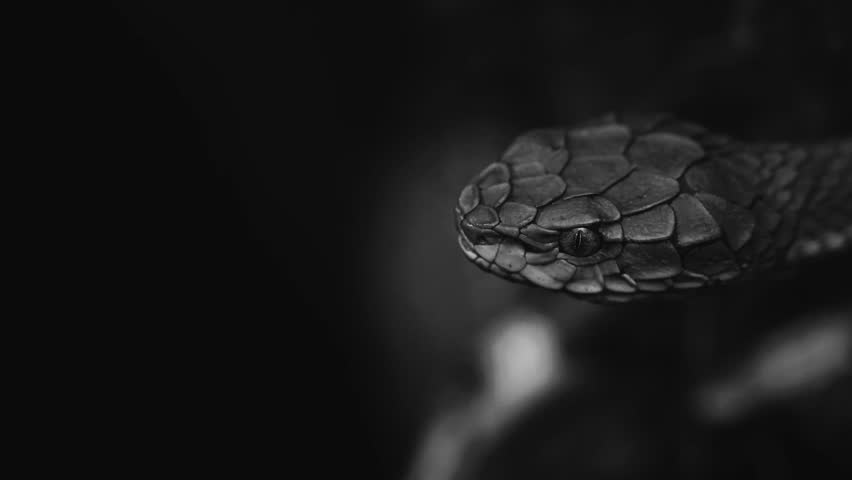 Striking beauty meets lethal precision. High definition footage capturing the raw power and elegance of pit vipers in their natural habitat.