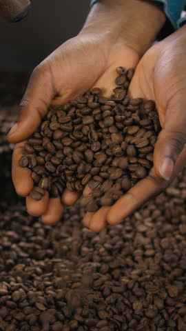 Close up male palms hands holding roasted beans of cacao coffee pour into blender stream mixing unrecognizable African American man working with roasting machine guy in fabric caffeine production
