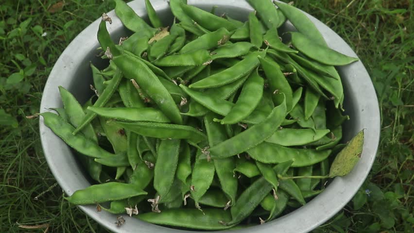 Close-up view of freshly harvested hyacinth bean (Lablab purpureus) fruits with their vibrant green pods, showcasing freshness and quality. A popular legume crop in tropical and subtropical regions
