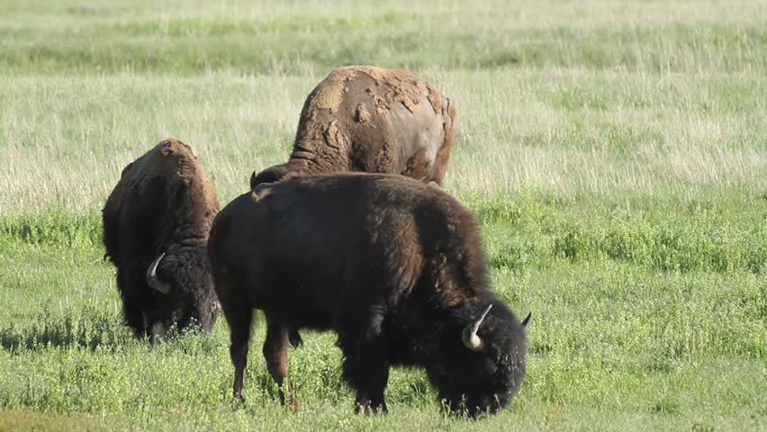 Three American bison graze on lush green grass at Sage Creek Campground in Badlands National Park, South Dakota, under bright summer sunlight.