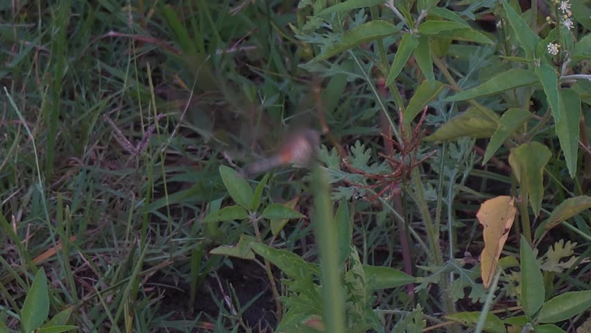 Dragonfly, a swift aerial insect with slender body, large multifaceted eyes, and transparent wings, often seen near water bodies	