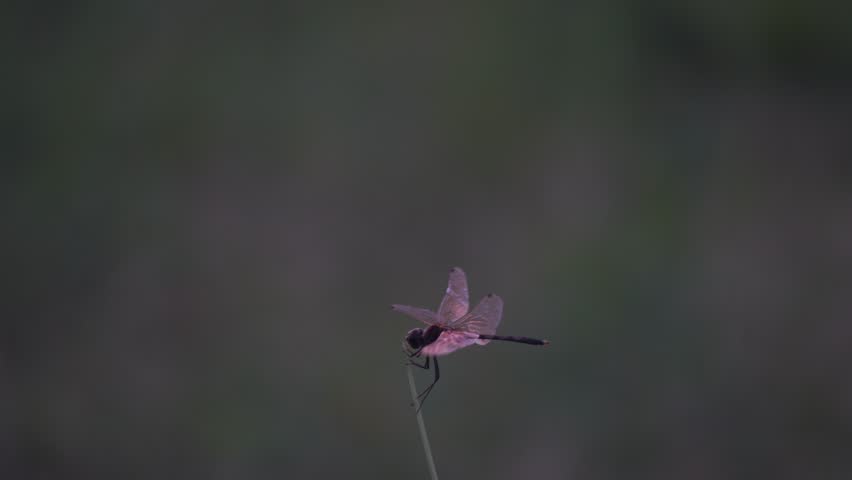 A vibrant grey dragonfly, possibly Diplacodes trivial or Erythrodiplax umbrata, perches on a branch amidst lush green foliage, showcasing nature's delicate beauty.