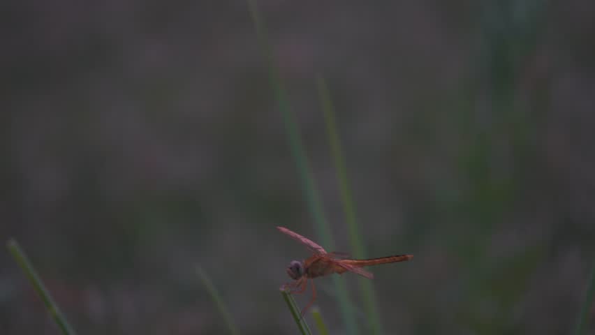 A vibrant grey dragonfly, possibly Diplacodes trivial or Erythrodiplax umbrata, perches on a branch amidst lush green foliage, showcasing nature's delicate beauty.