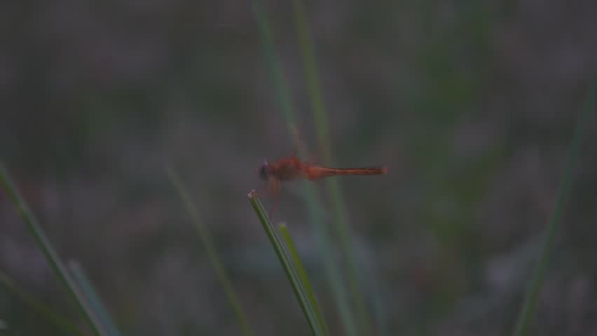 A vibrant grey dragonfly, possibly Diplacodes trivial or Erythrodiplax umbrata, perches on a branch amidst lush green foliage, showcasing nature's delicate beauty.
