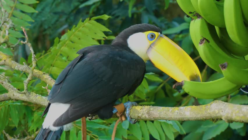 Close view of a toucan 4K Resolution