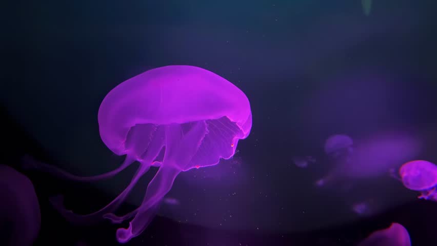 Beautiful pink jellyfish floating gracefully in the dark water of the aquarium, a mystical and calming underwater world.