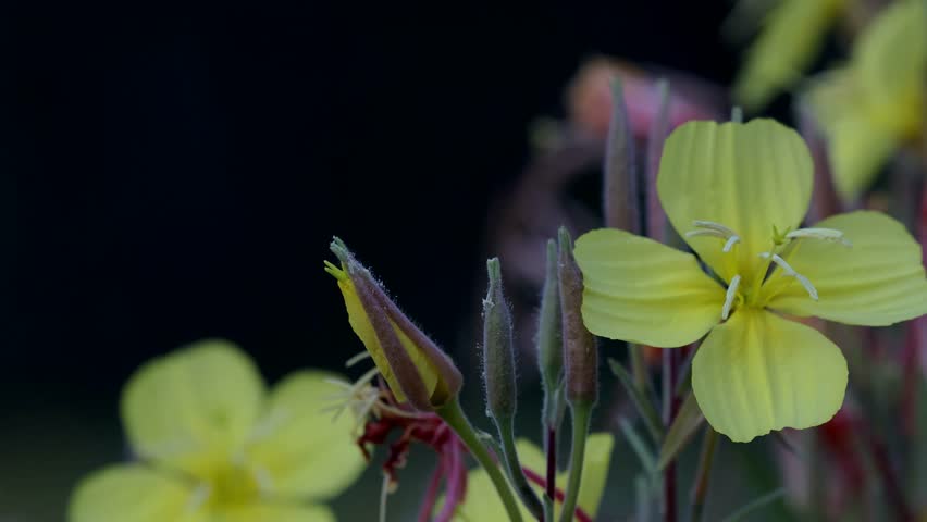 the opening of the Evening Primrose in Yosemite National Park in the meadow overlooking half dome