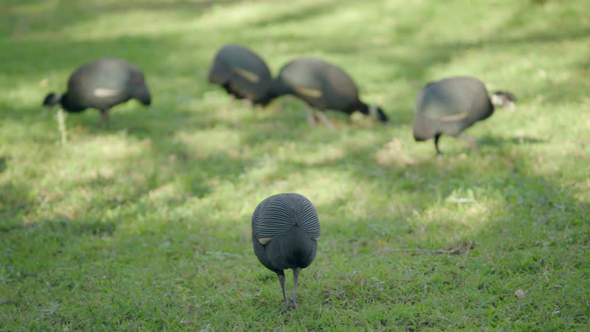 A flock of crested, or crowned, guinea fowl peck and forage in a sun-dappled grassy area.