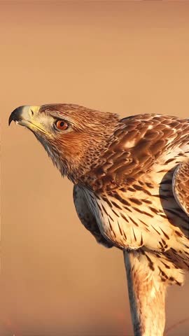 portrait of a golden eagle monitoring the surrounding area