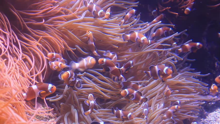 Group of Clownfish Swimming Around Sea Anemone 