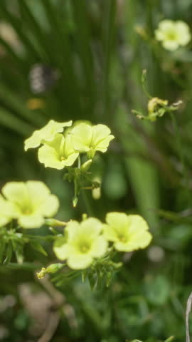 Vibrant yellow flowers of oxalis bloom outdoors under the bright sun in torrevieja, spain, showcasing a lush, green natural setting during a sunny day.