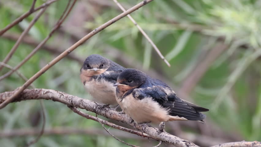 Three young barn swallow fledglings perch closely together on thin tree branches, resting quietly in a natural woodland setting. Their soft gray and white plumage and slightly puffed appearance highlight their juvenile stage as they remain still and alert.

The birds sit in a layered composition among intertwining branches, creating depth and texture against a softly blurred green background. Subtle movements and occasional head turns suggest awareness and early development as they prepare for independent flight.

This footage works well for themes of wildlife, growth, nature, and family behavior in animals. Ideal for educational, environmental, or peaceful outdoor storytelling.

Concepts include swallow, fledgling, juvenile, perching, branches, nature, wildlife, small songbird, trio, group, development, growth, spring, habitat, and calm scene.