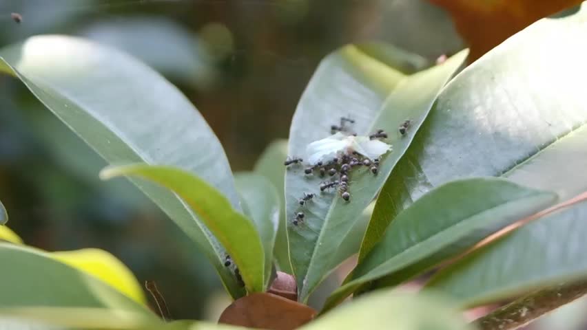 A group of ants works together to move a white object on a green leaf. They are seen crawling all over the leaf and the white object, showcasing the teamwork and collaborative nature of ants in their 