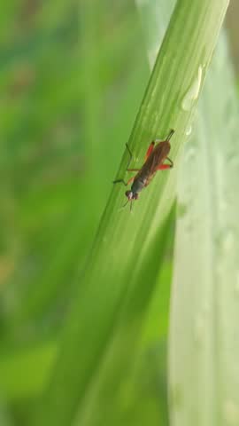 Macro photo of marsh fly (sciomyzidae) on a leaf, slender flies with red eyes and two large hind legs, they are found near water, in marshy vegetation, in woodland or occasionally dry open habitats.