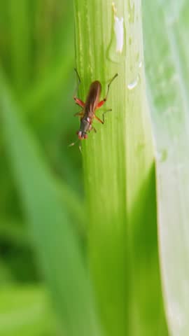 Macro photo of marsh fly (sciomyzidae) on a leaf, slender flies with red eyes and two large hind legs, they are found near water, in marshy vegetation, in woodland or occasionally dry open habitats.