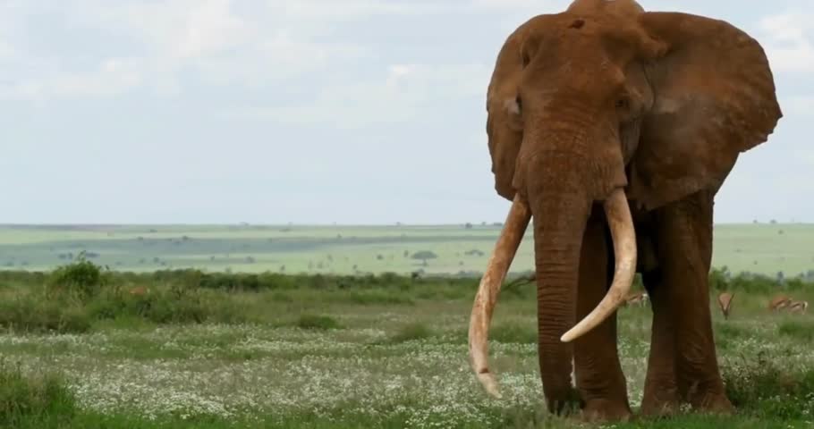 Elephant Walking Across African Grassland